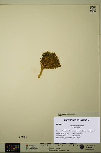 Senecio grandjotii [Espécimen: ULS:ULS:0022241]
