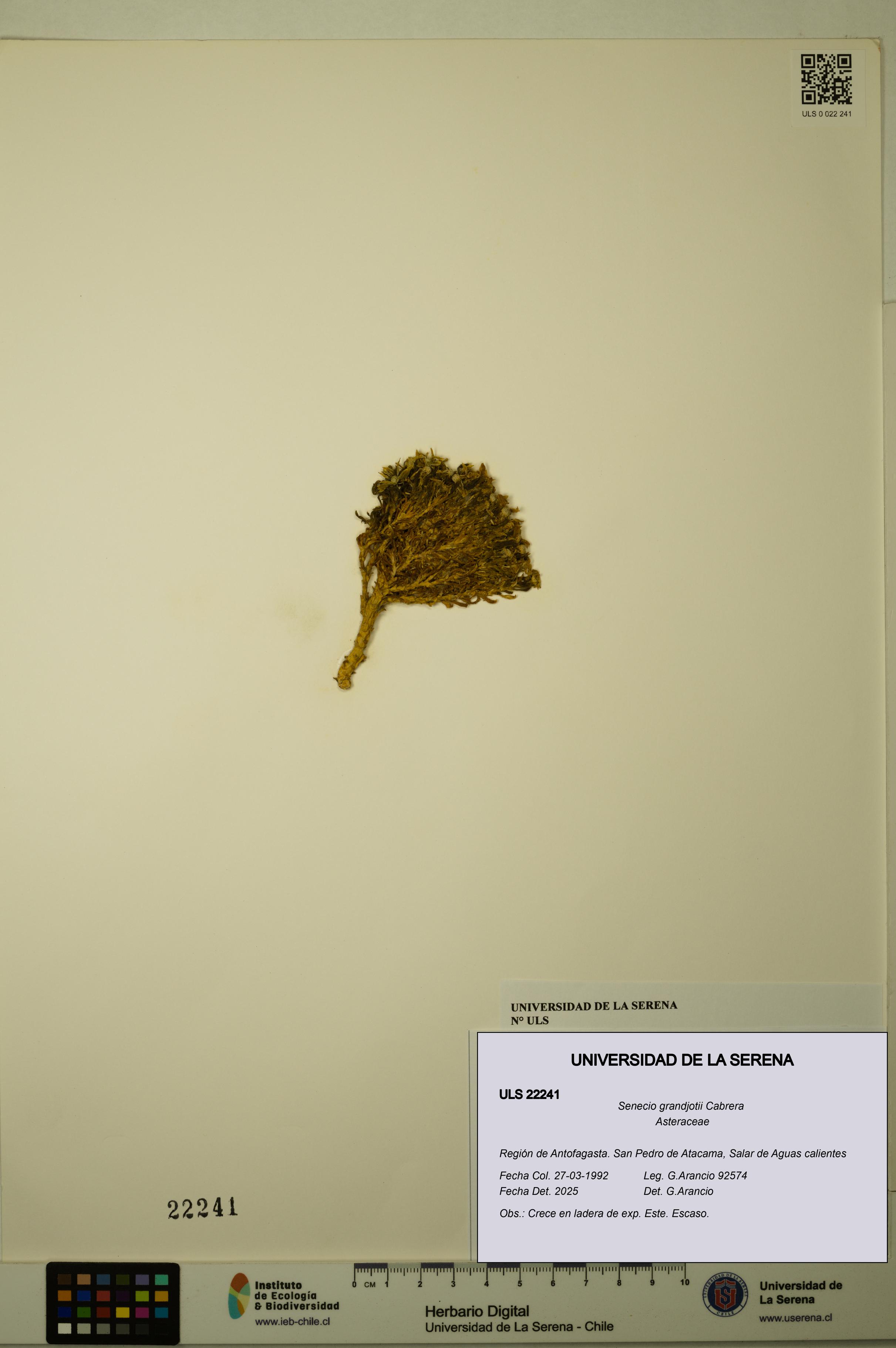 Senecio grandjotii [Espécimen: ULS:ULS:0022241]