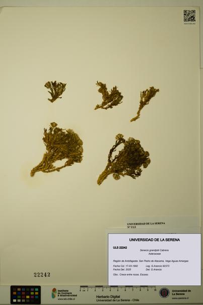 Senecio grandjotii [Espécimen: ULS:ULS:0022242]