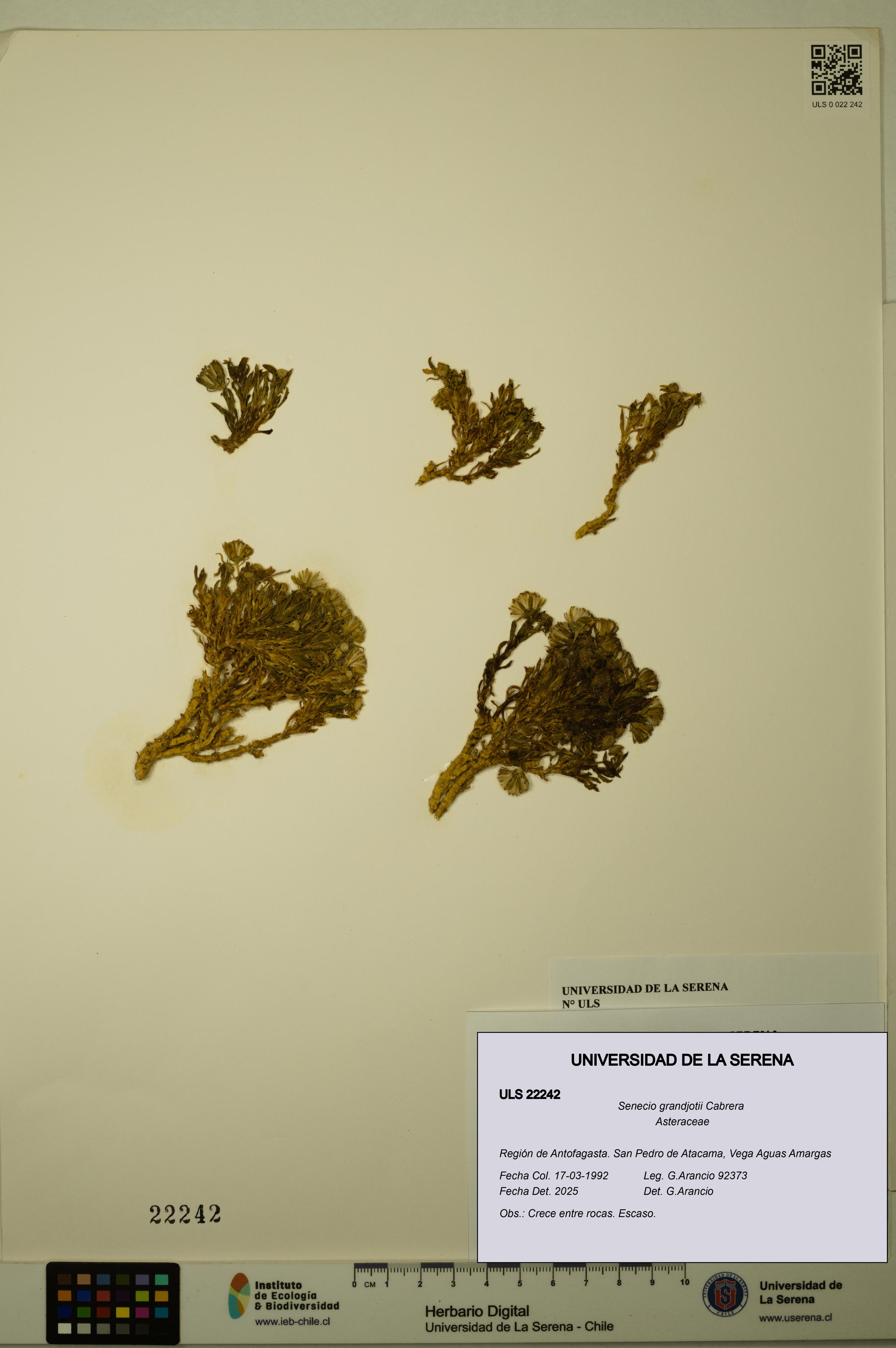 Senecio grandjotii [Espécimen: ULS:ULS:0022242]