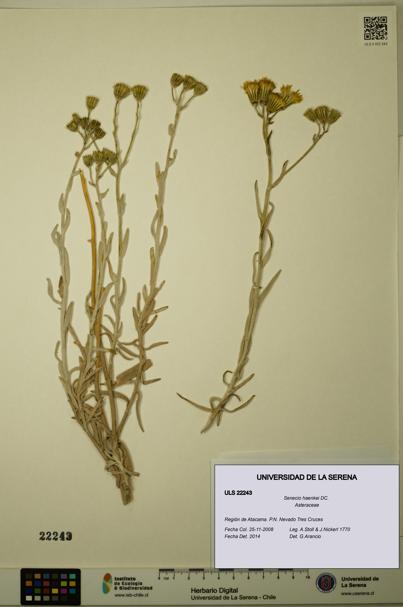 Senecio haenkei [Espécimen: ULS:ULS:0022243]