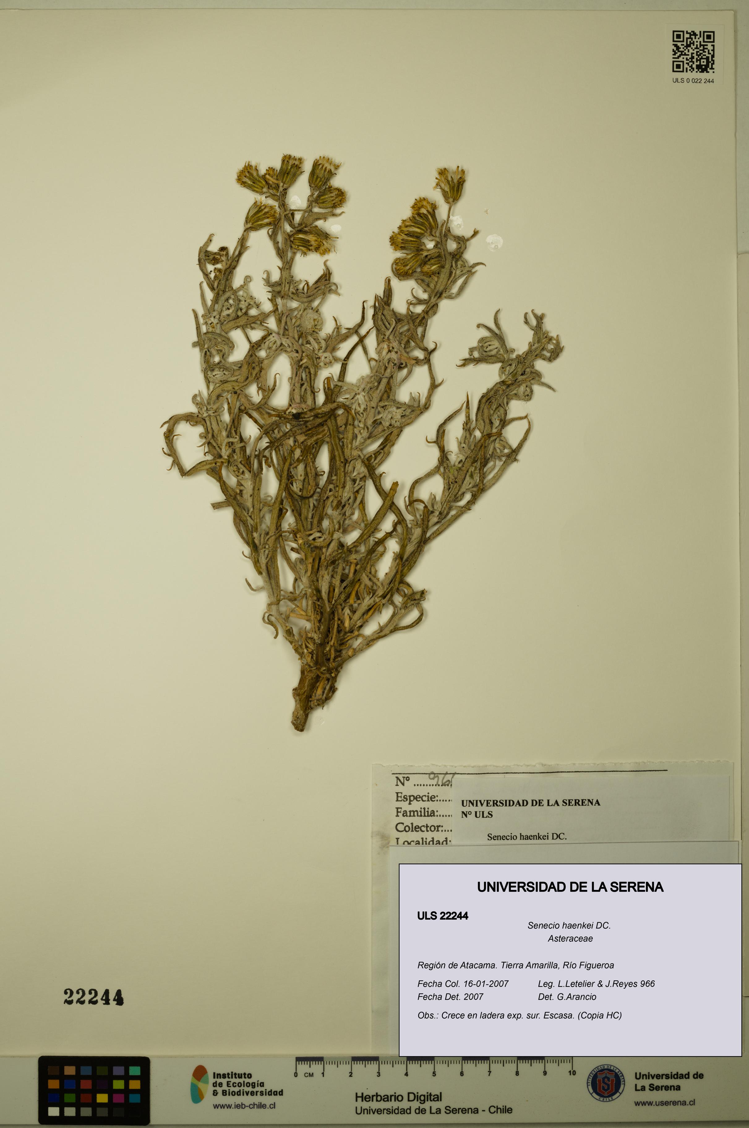 Senecio haenkei [Espécimen: ULS:ULS:0022244]