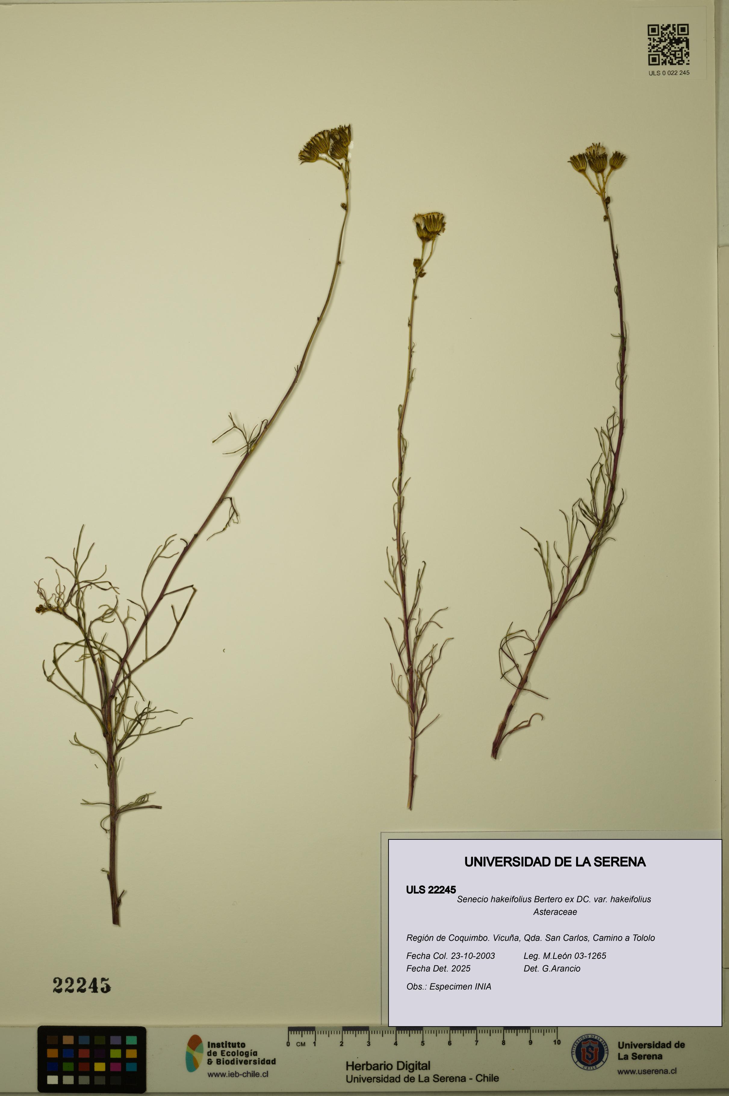 Senecio hakeifolius var. hakeifolius [Espécimen: ULS:ULS:0022245]