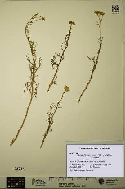 Senecio hakeifolius var. hakeifolius [Espécimen: ULS:ULS:0022246]