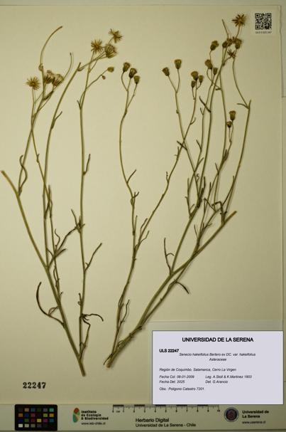 Senecio hakeifolius var. hakeifolius [Espécimen: ULS:ULS:0022247]