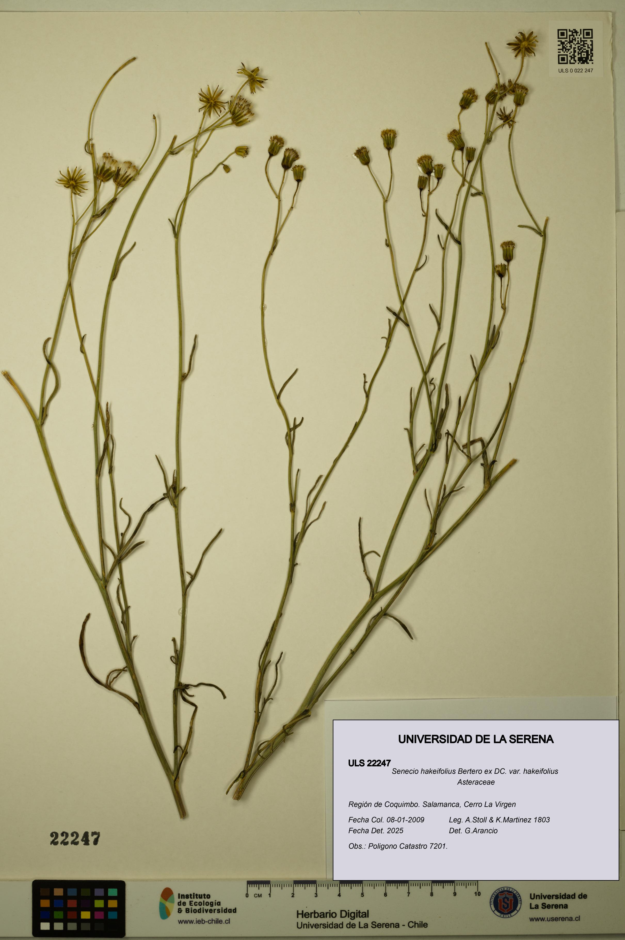 Senecio hakeifolius var. hakeifolius [Espécimen: ULS:ULS:0022247]