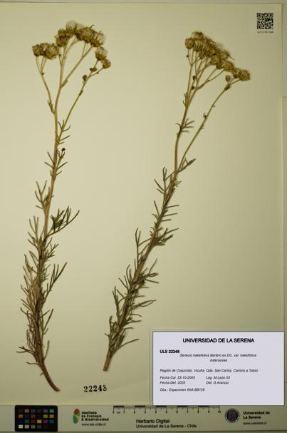 Senecio hakeifolius var. hakeifolius [Espécimen: ULS:ULS:0022248]