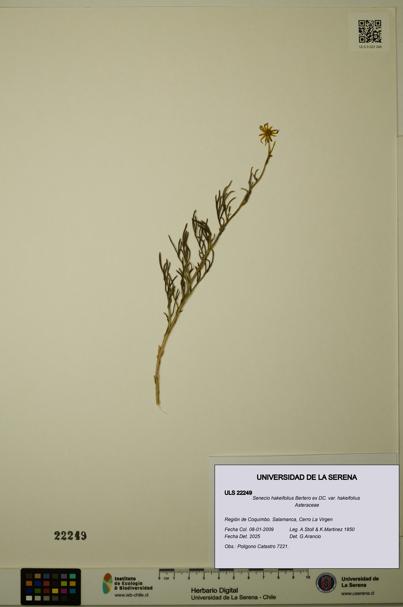 Senecio hakeifolius var. hakeifolius [Espécimen: ULS:ULS:0022249]