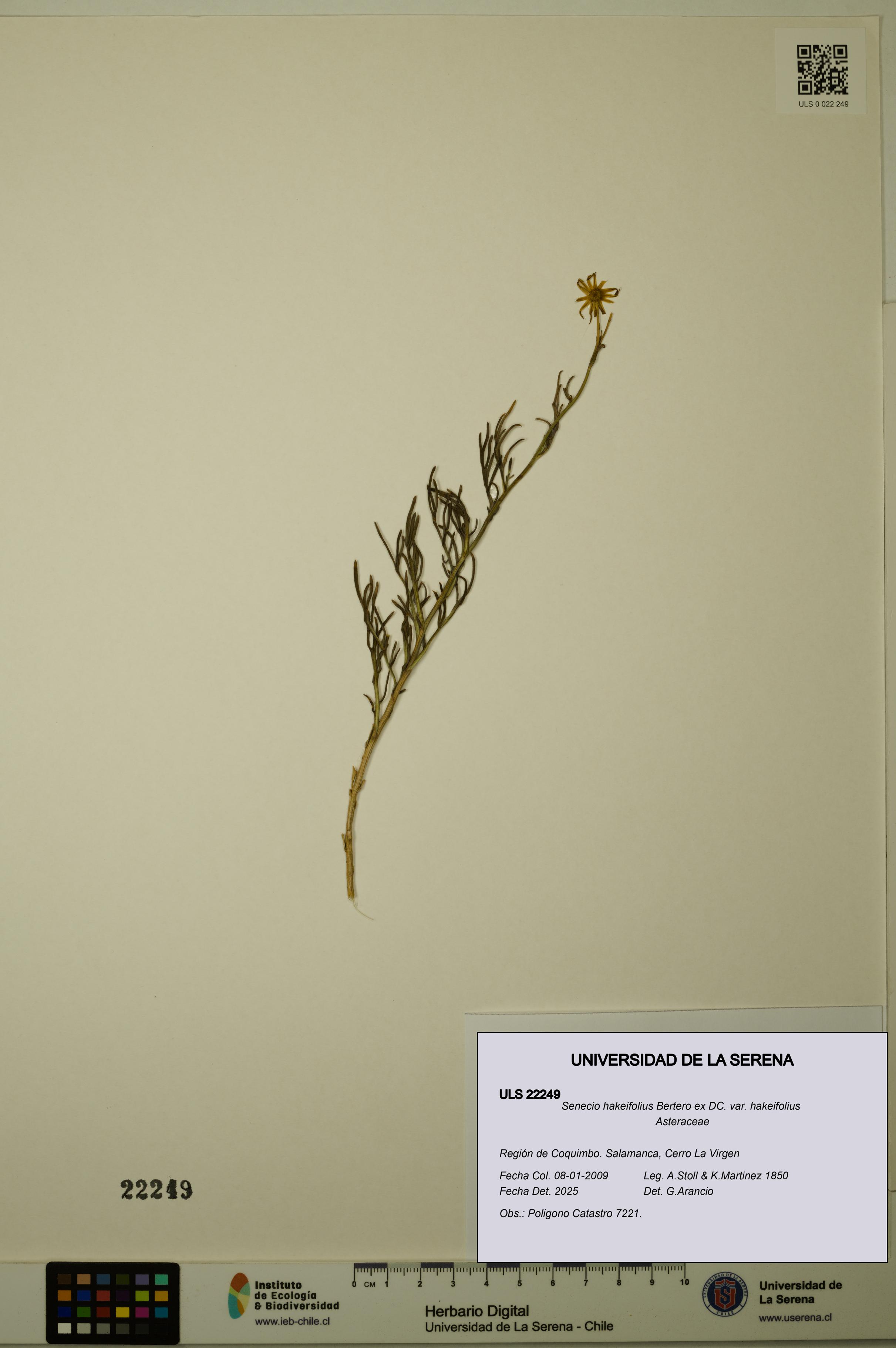 Senecio hakeifolius var. hakeifolius [Espécimen: ULS:ULS:0022249]