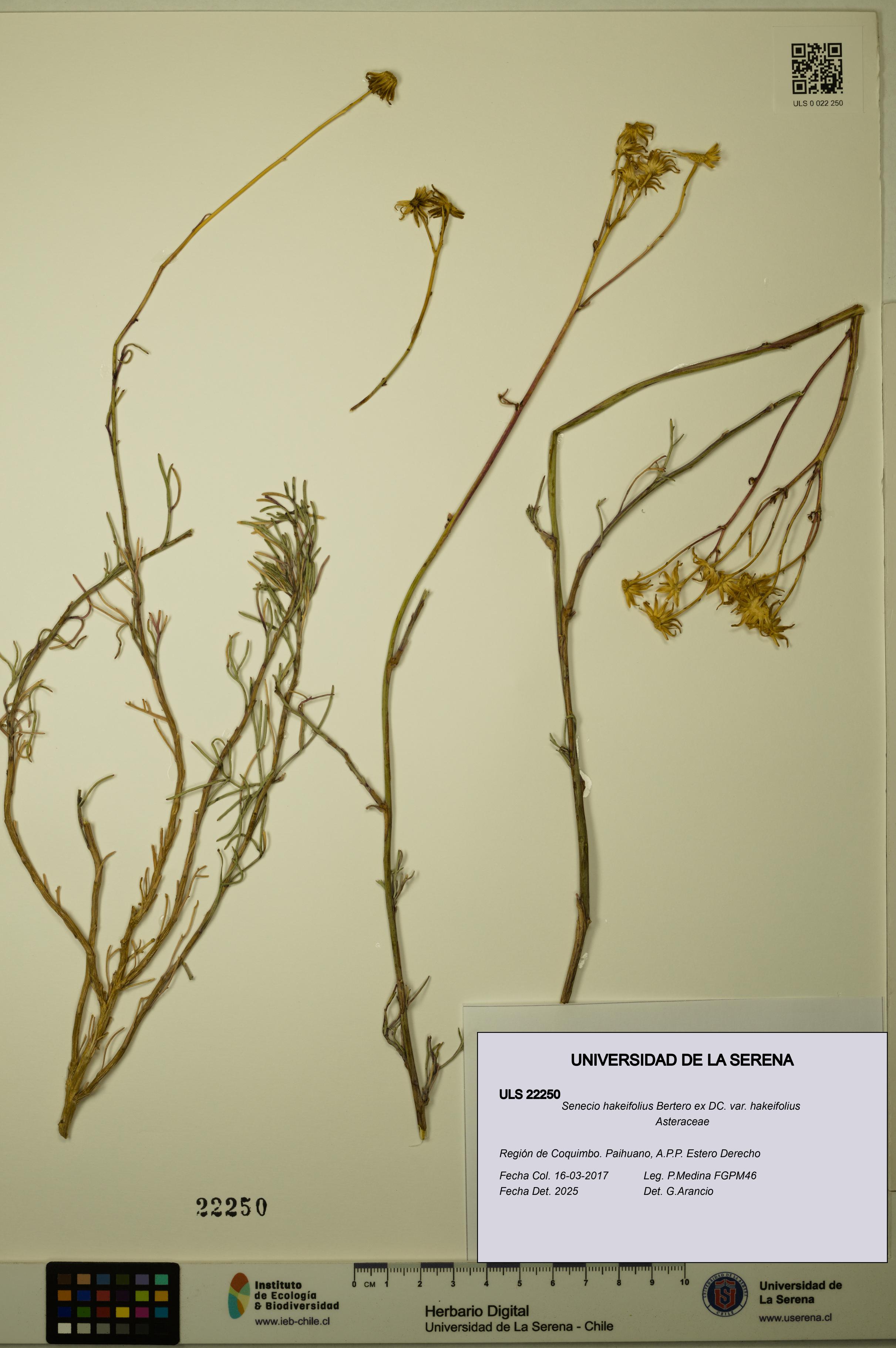 Senecio hakeifolius var. hakeifolius [Espécimen: ULS:ULS:0022250]