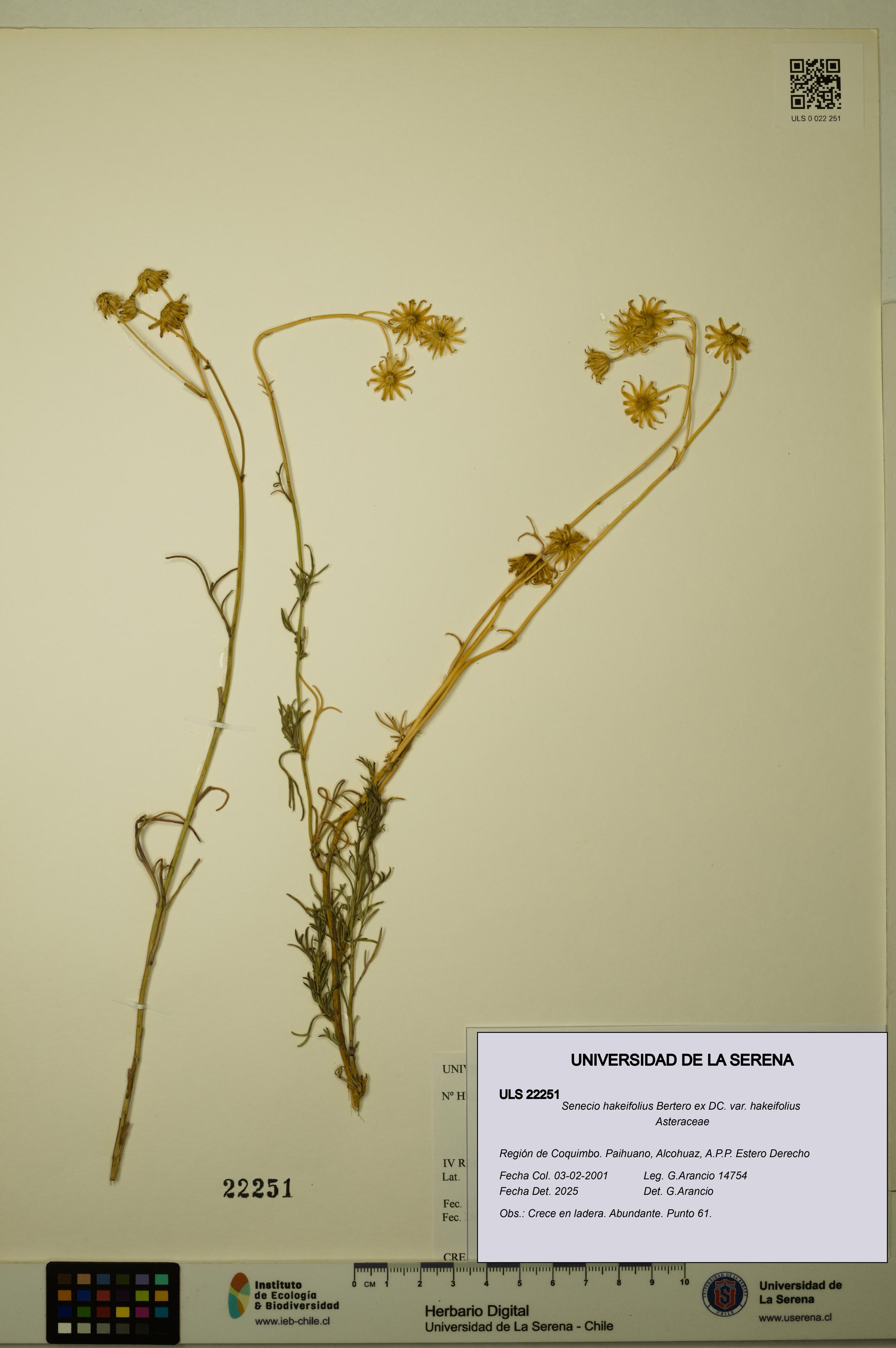 Senecio hakeifolius var. hakeifolius [Espécimen: ULS:ULS:0022251]
