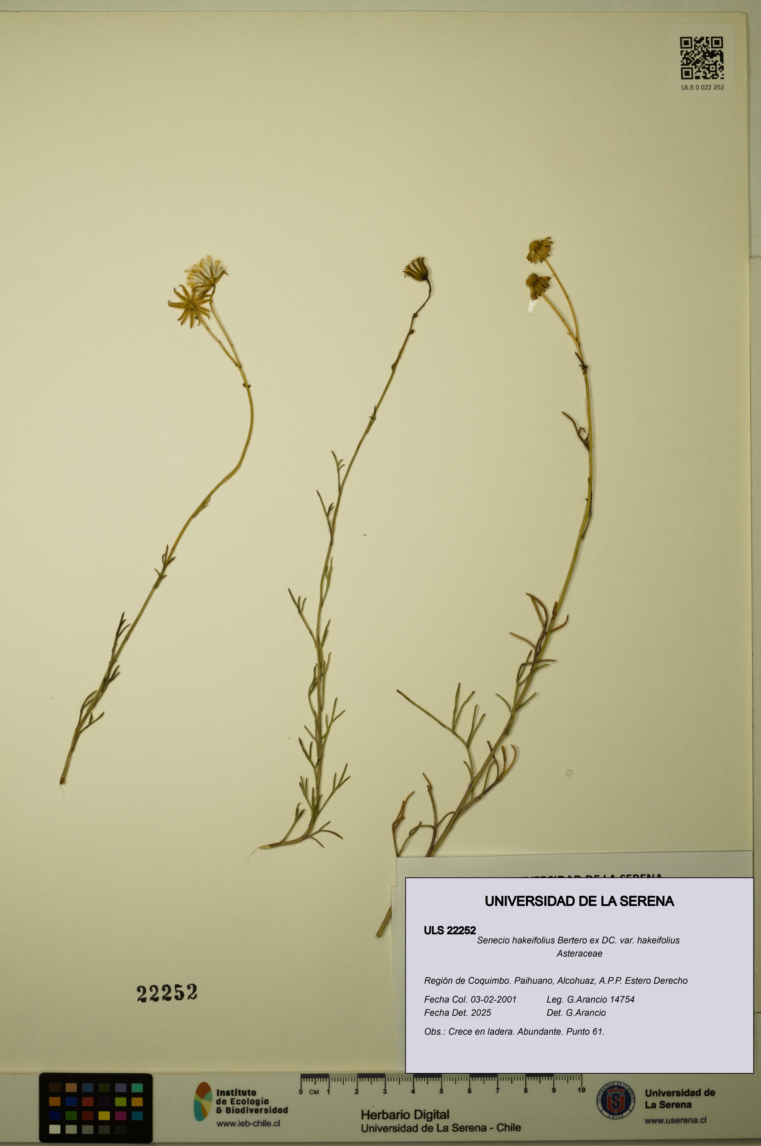 Senecio hakeifolius var. hakeifolius [Espécimen: ULS:ULS:0022252]