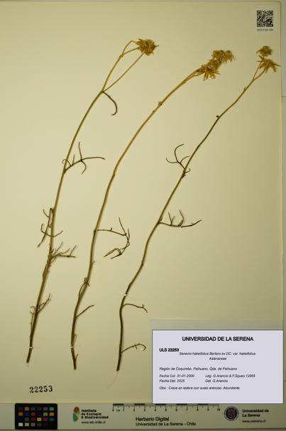 Senecio hakeifolius var. hakeifolius [Espécimen: ULS:ULS:0022253]