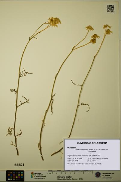 Senecio hakeifolius var. hakeifolius [Espécimen: ULS:ULS:0022254]