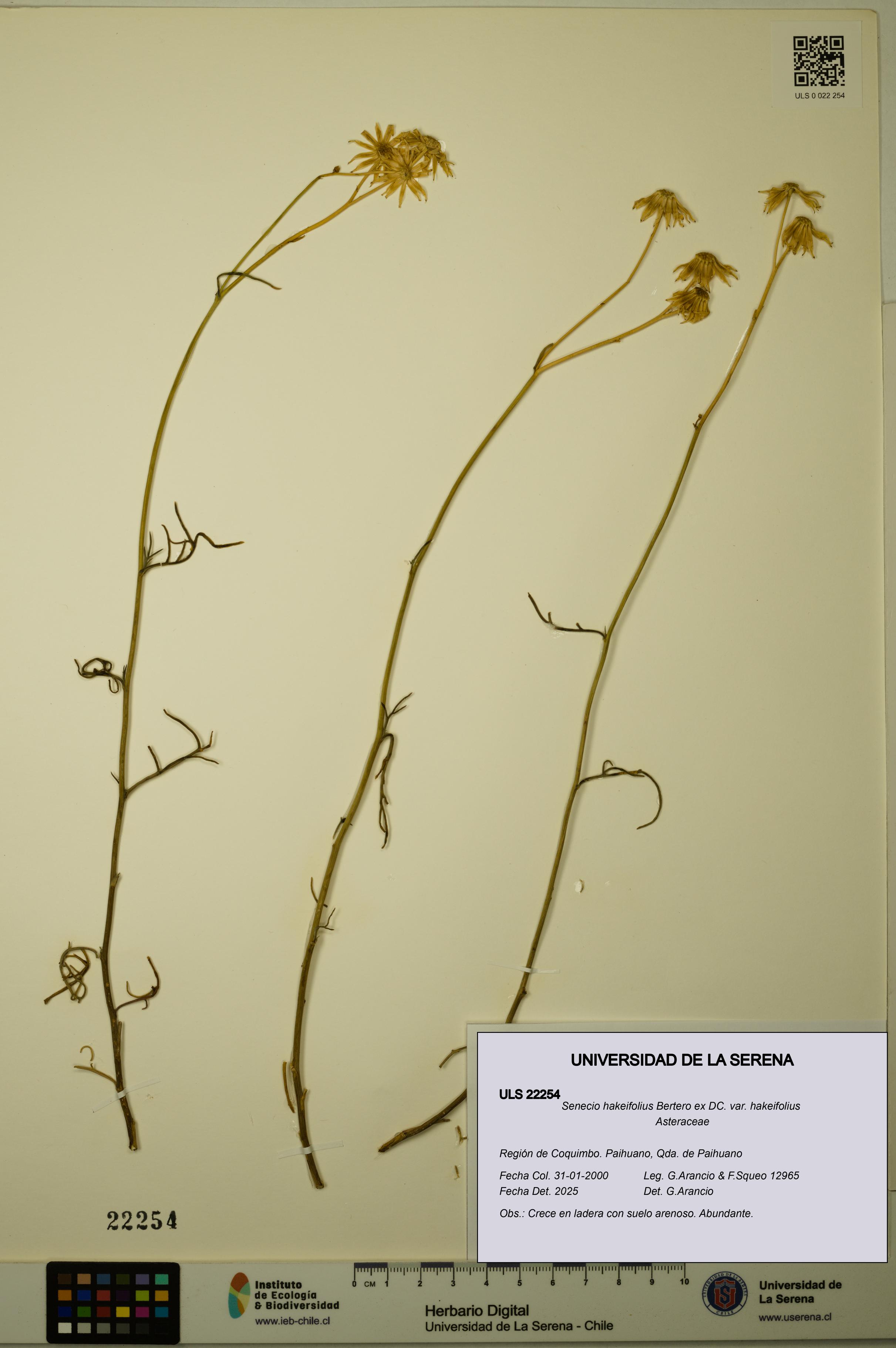 Senecio hakeifolius var. hakeifolius [Espécimen: ULS:ULS:0022254]