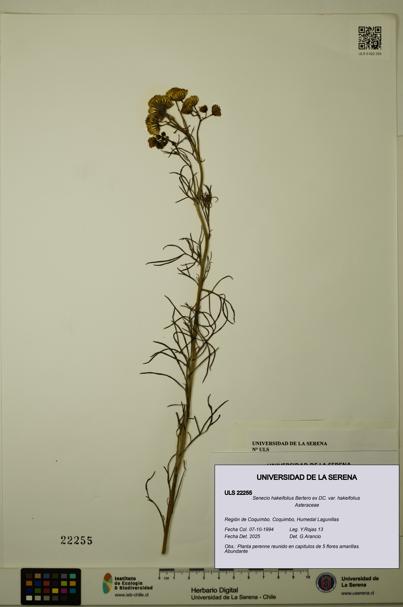Senecio hakeifolius var. hakeifolius [Espécimen: ULS:ULS:0022255]