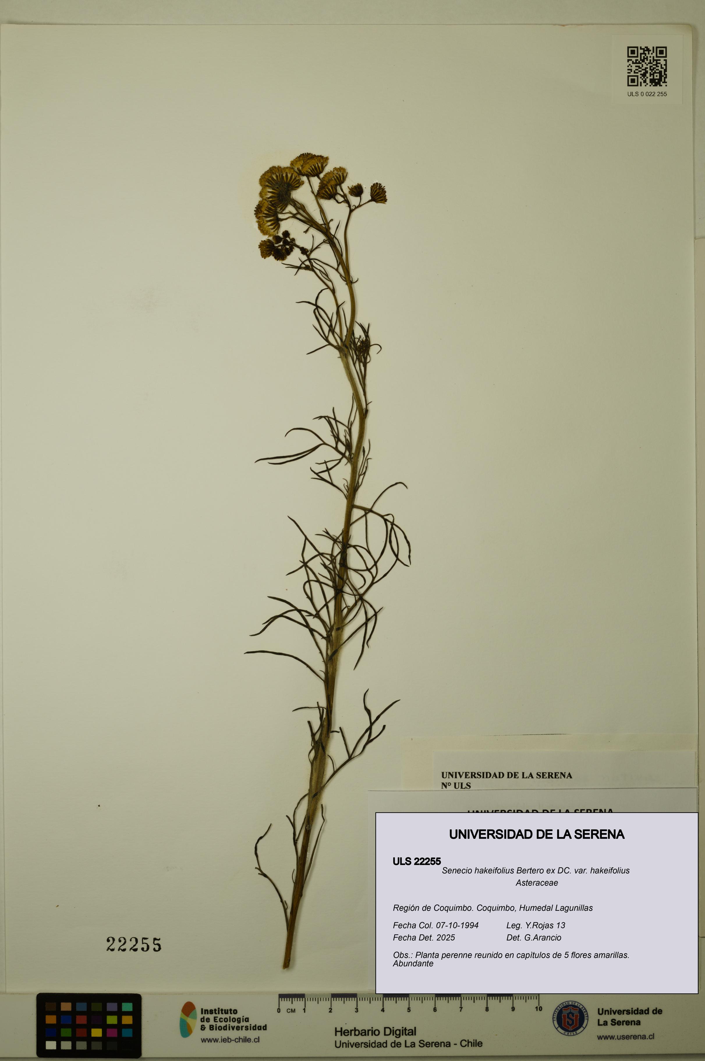 Senecio hakeifolius var. hakeifolius [Espécimen: ULS:ULS:0022255]