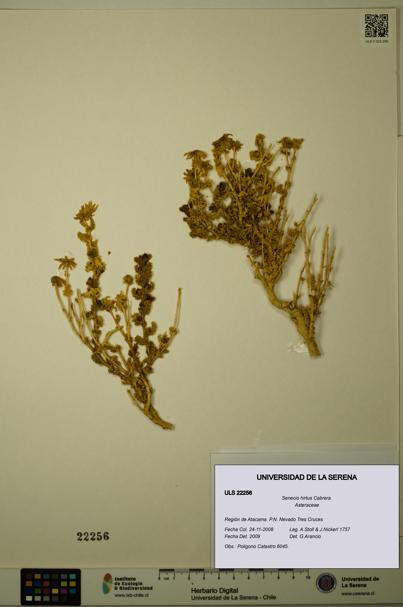 Senecio hirtus [Espécimen: ULS:ULS:0022256]