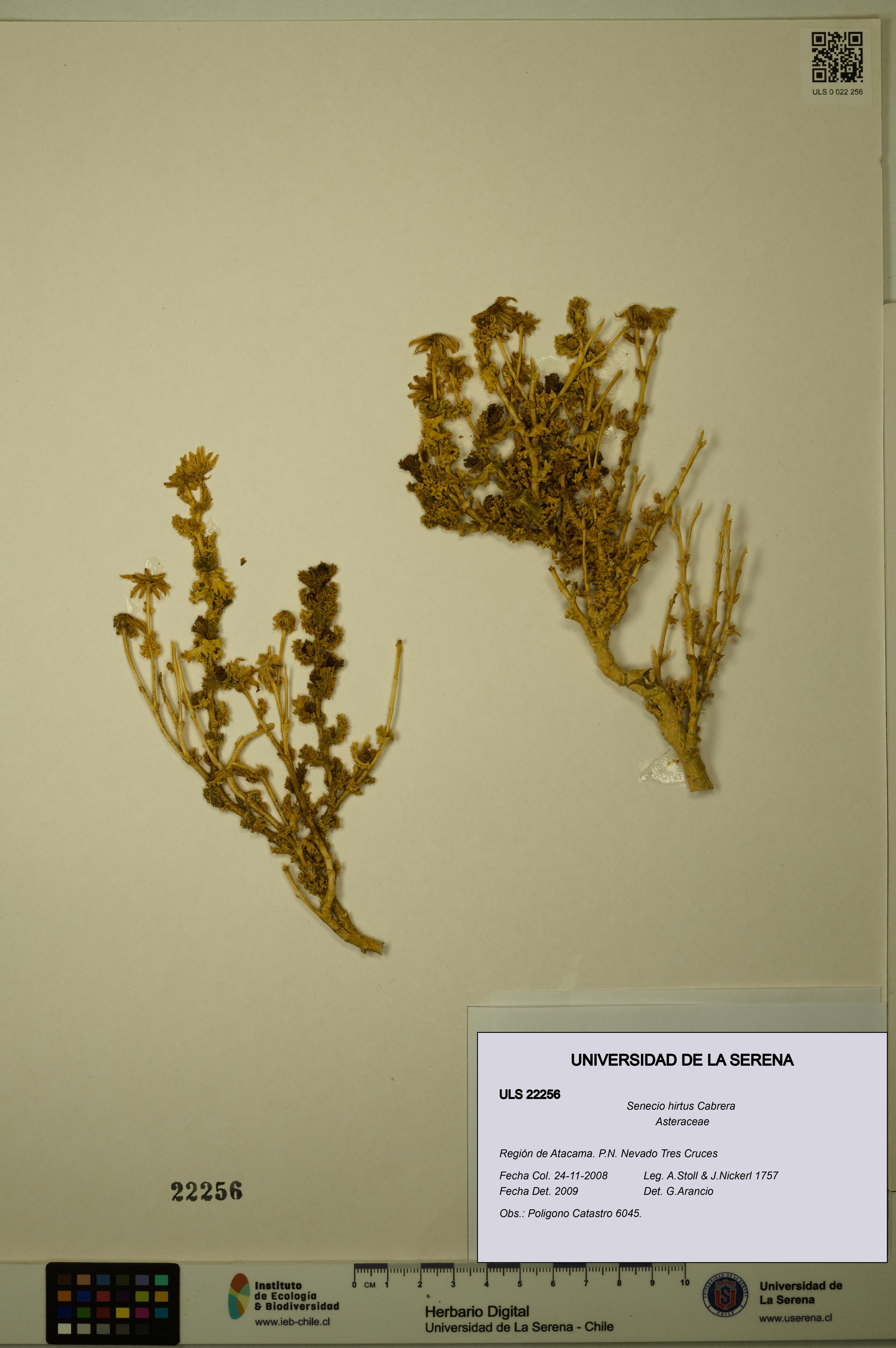 Senecio hirtus [Espécimen: ULS:ULS:0022256]