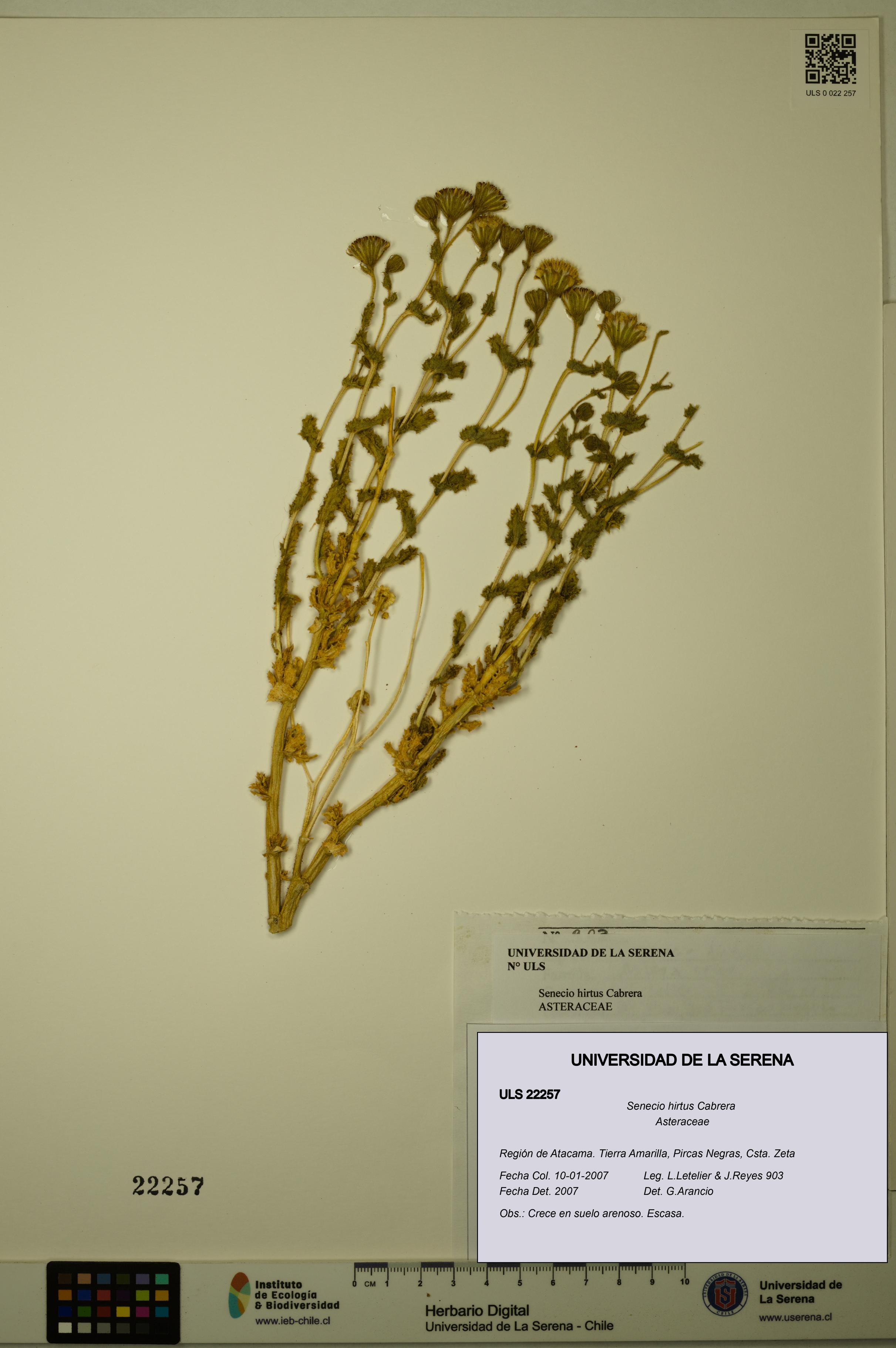 Senecio hirtus [Espécimen: ULS:ULS:0022257]