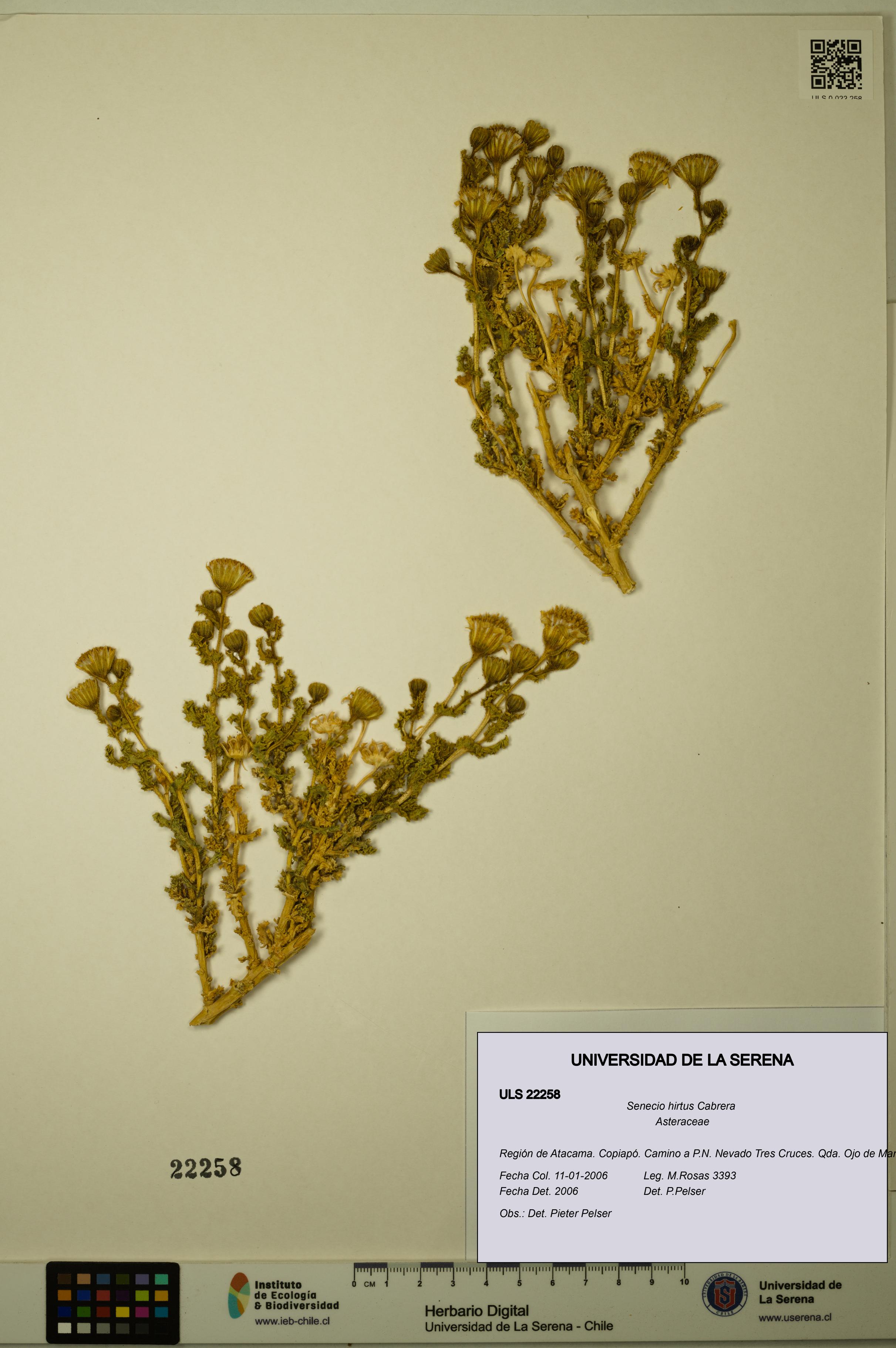 Senecio hirtus [Espécimen: ULS:ULS:0022258]