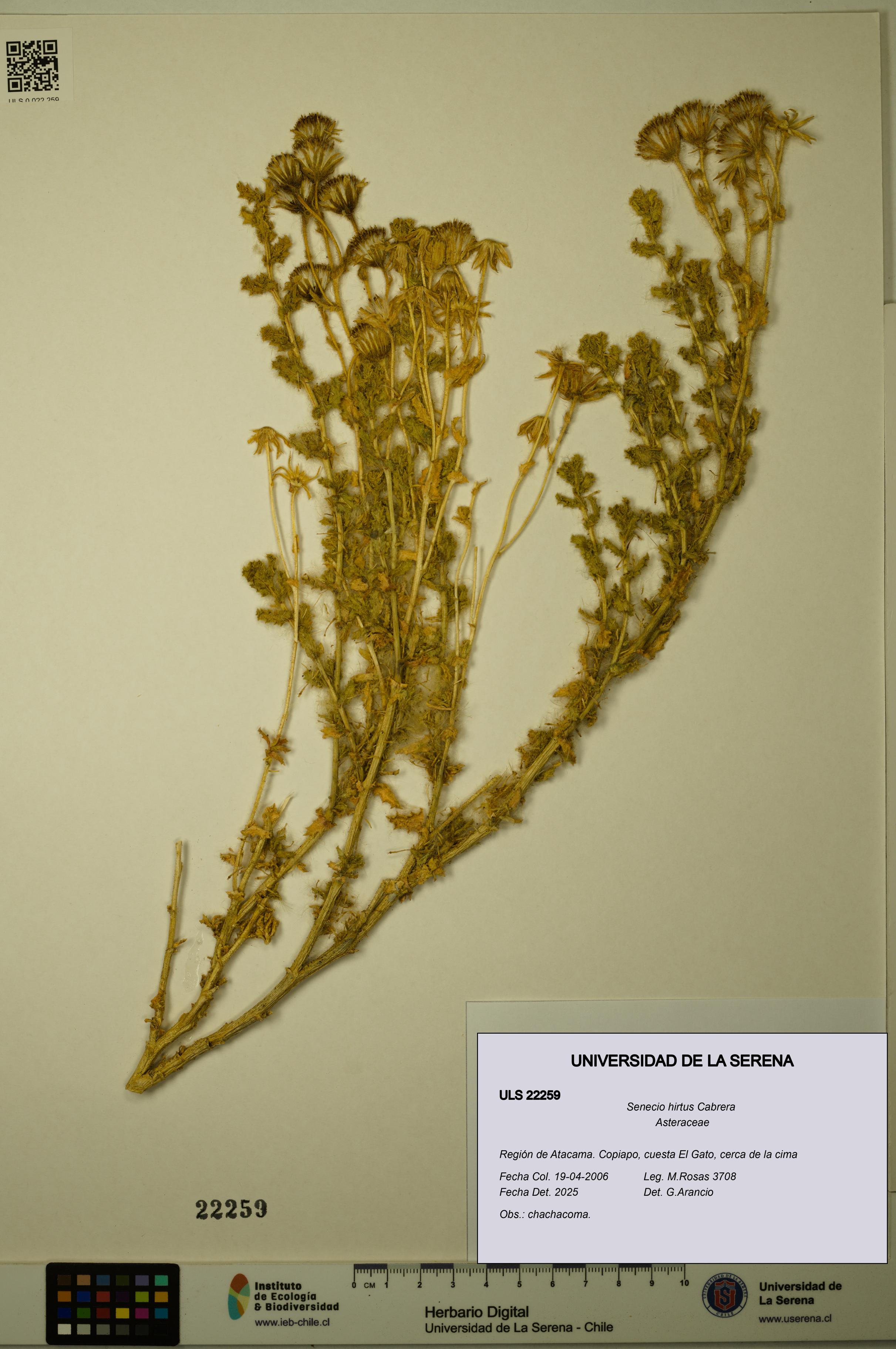 Senecio hirtus [Espécimen: ULS:ULS:0022259]