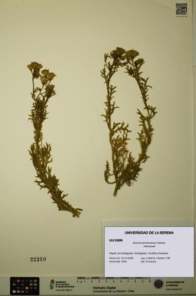 Senecio johnstonianus [Espécimen: ULS:ULS:0022260]
