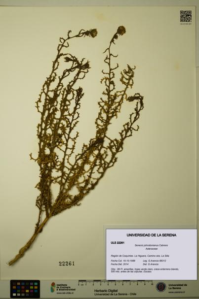 Senecio johnstonianus [Espécimen: ULS:ULS:0022261]