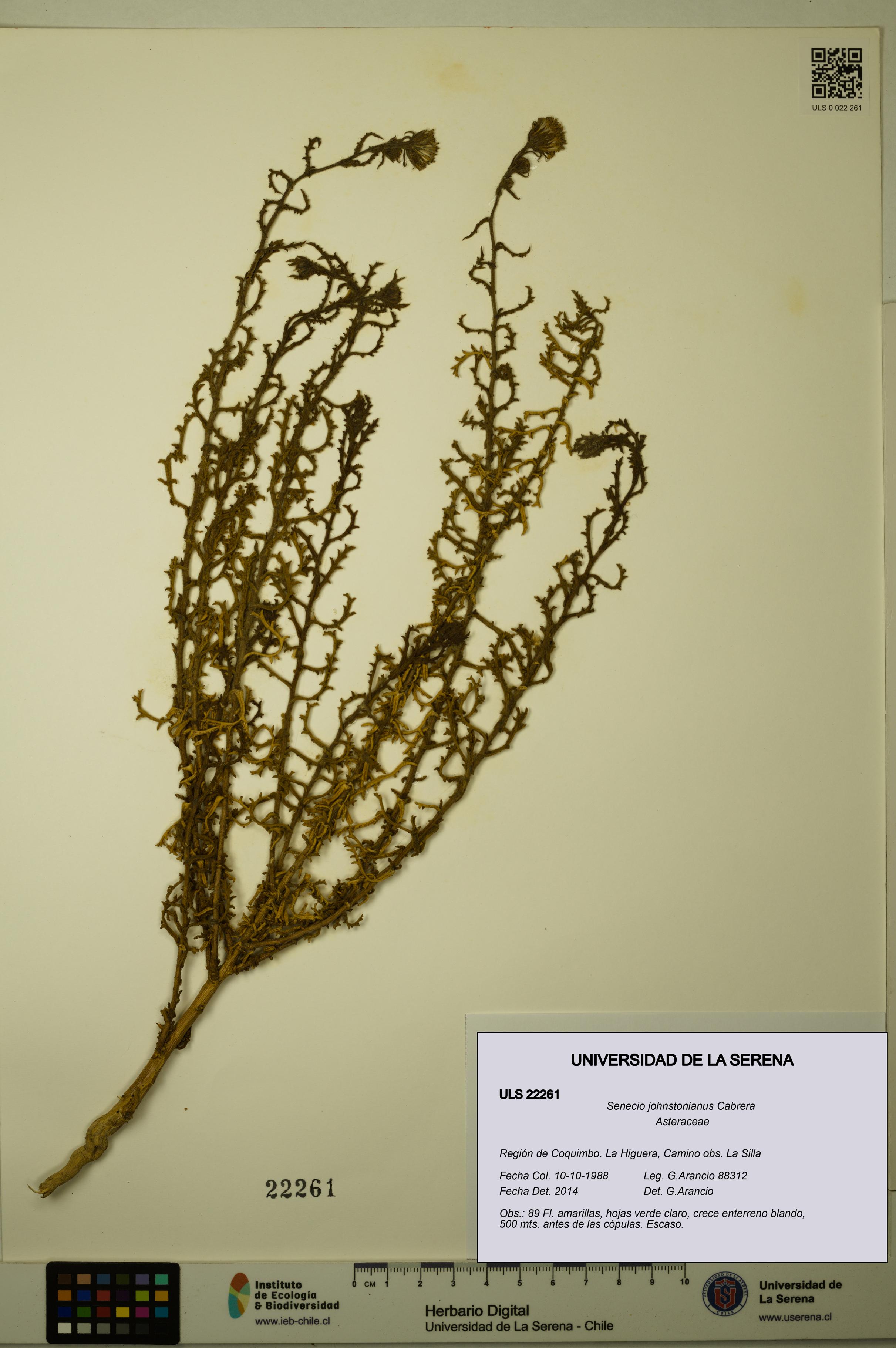 Senecio johnstonianus [Espécimen: ULS:ULS:0022261]