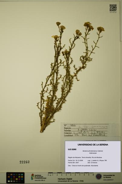 Senecio johnstonianus [Espécimen: ULS:ULS:0022262]