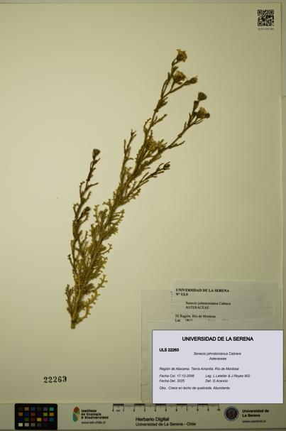 Senecio johnstonianus [Espécimen: ULS:ULS:0022263]