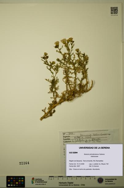 Senecio johnstonianus [Espécimen: ULS:ULS:0022264]