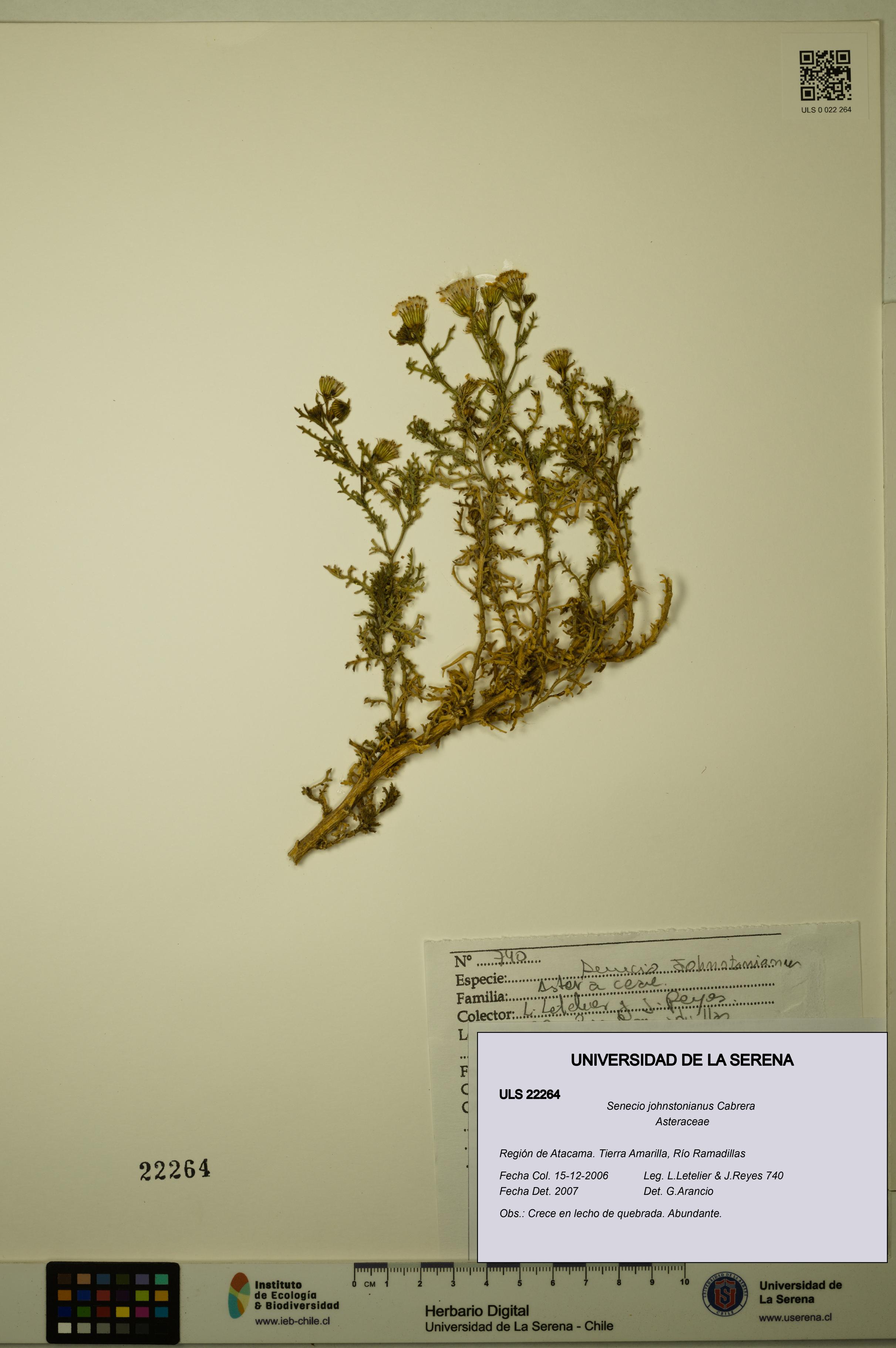 Senecio johnstonianus [Espécimen: ULS:ULS:0022264]