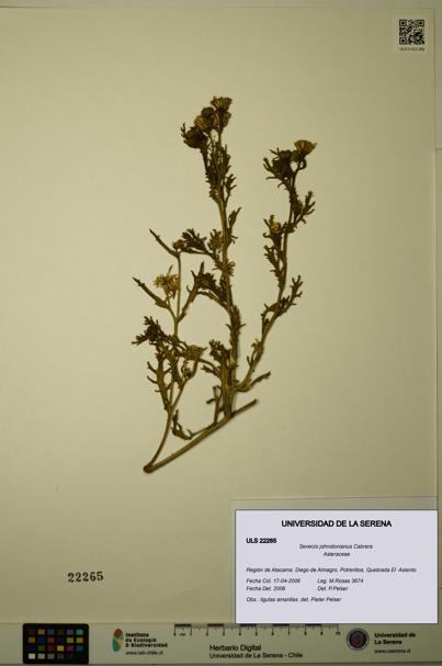 Senecio johnstonianus [Espécimen: ULS:ULS:0022265]