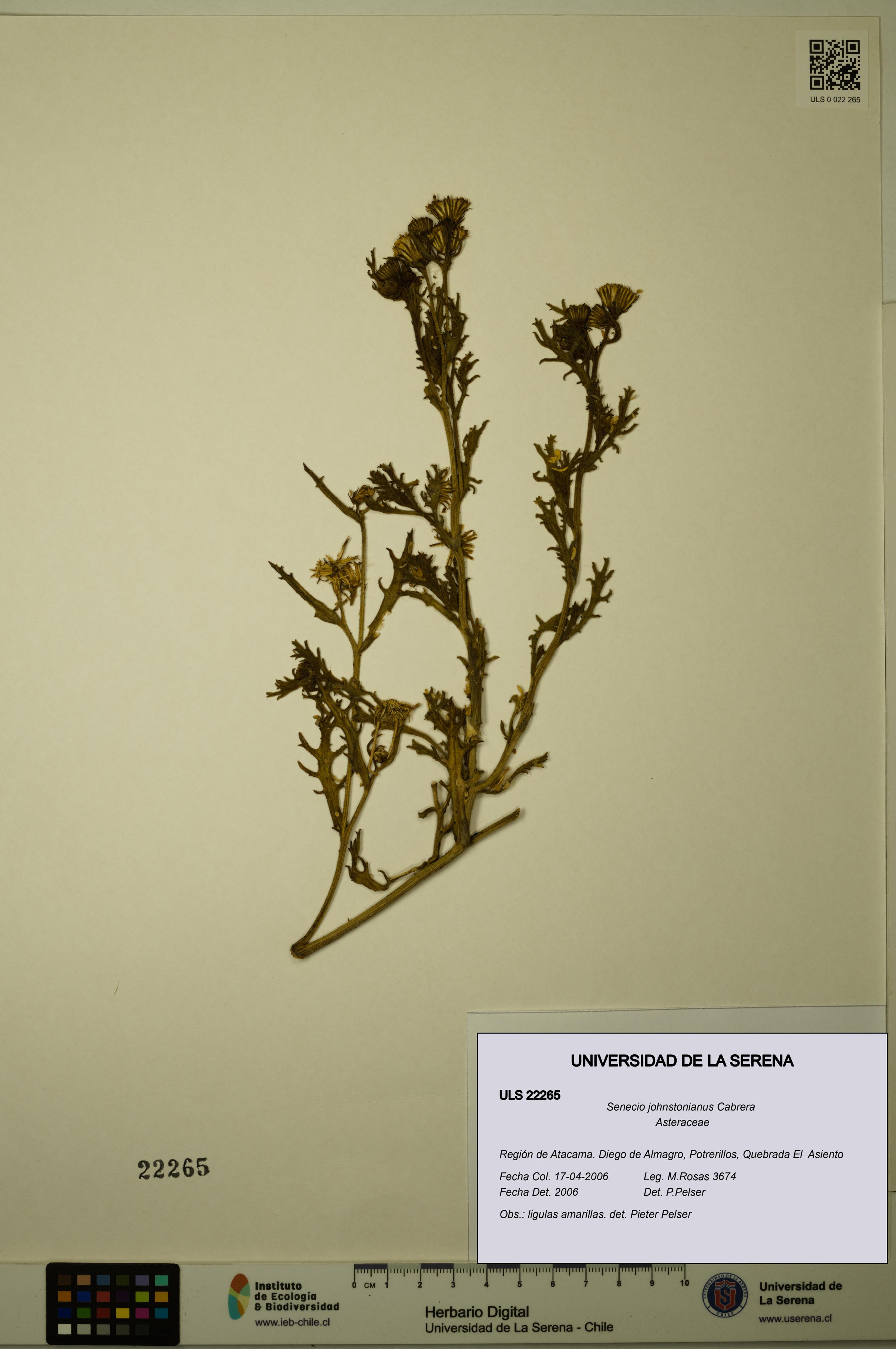 Senecio johnstonianus [Espécimen: ULS:ULS:0022265]