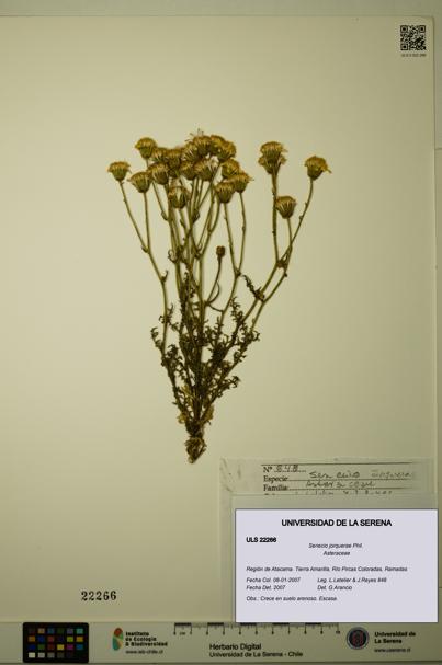 Senecio jorquerae [Espécimen: ULS:ULS:0022266]