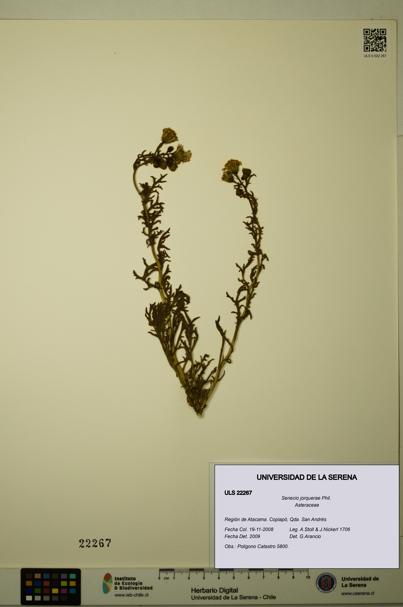 Senecio jorquerae [Espécimen: ULS:ULS:0022267]