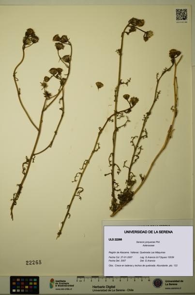 Senecio jorquerae [Espécimen: ULS:ULS:0022268]
