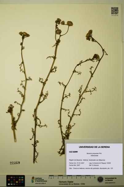 Senecio jorquerae [Espécimen: ULS:ULS:0022269]