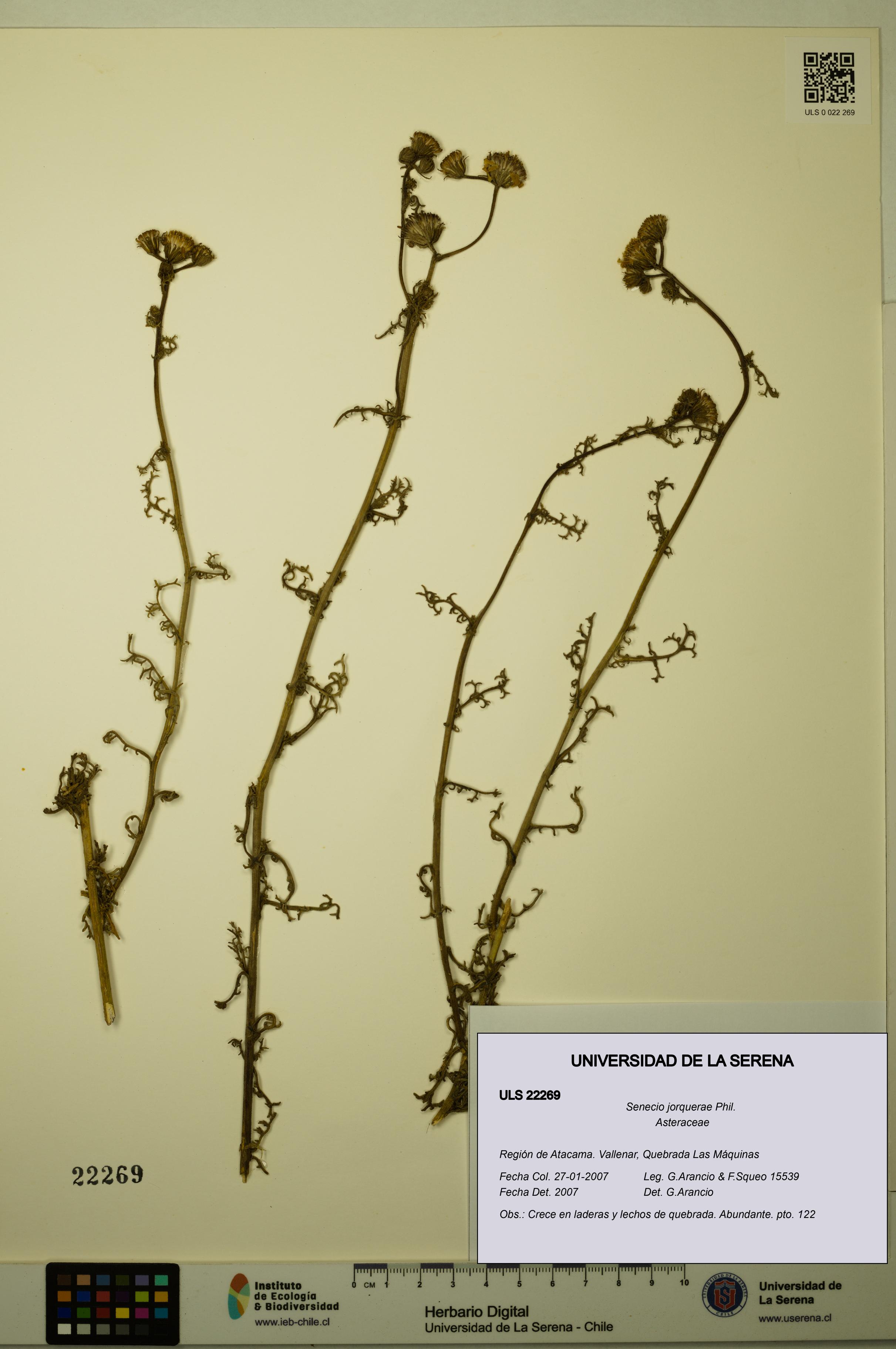 Senecio jorquerae [Espécimen: ULS:ULS:0022269]