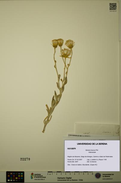 Senecio leucus [Espécimen: ULS:ULS:0022270]