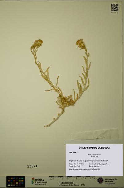 Senecio leucus [Espécimen: ULS:ULS:0022271]