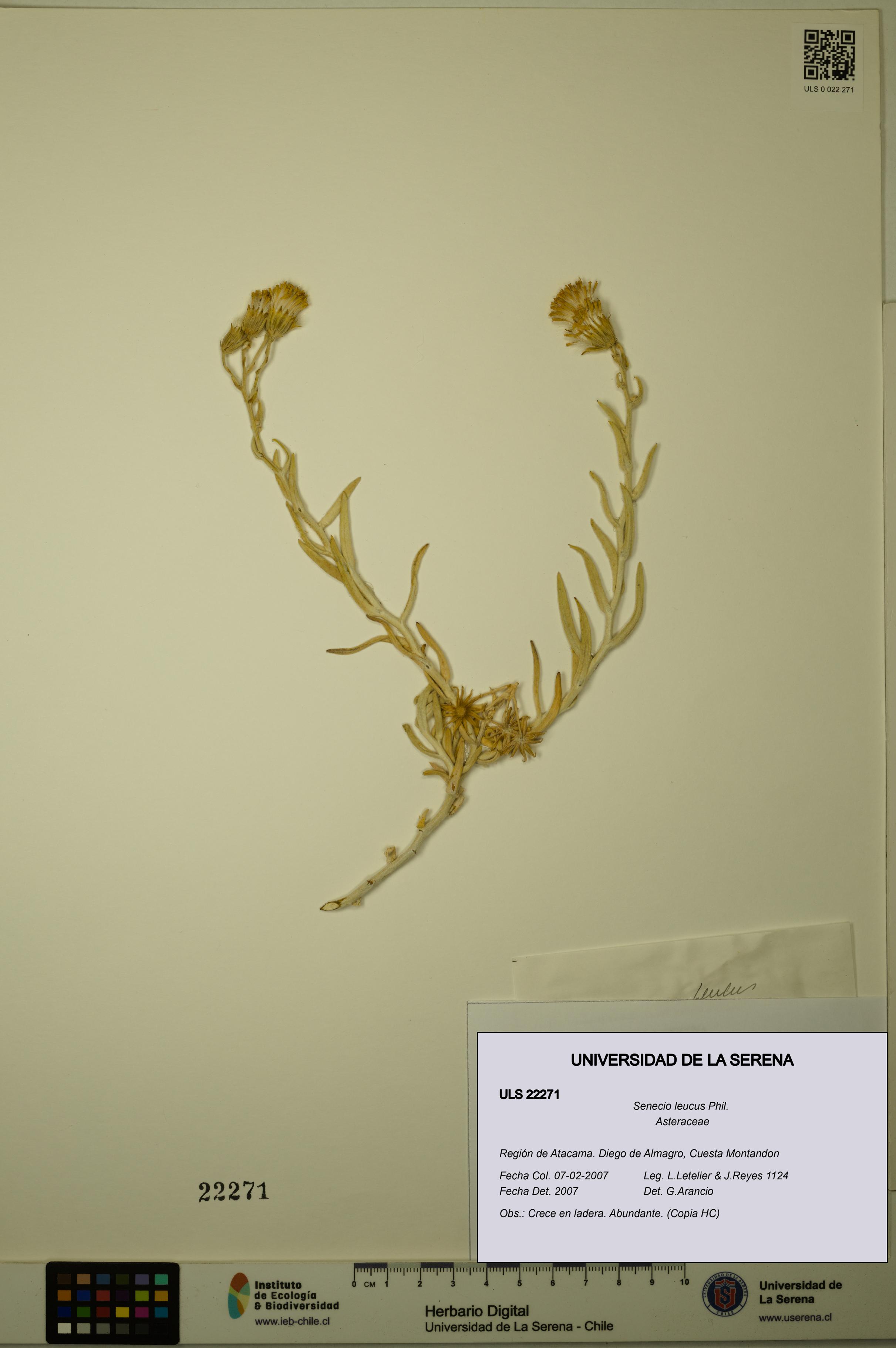 Senecio leucus [Espécimen: ULS:ULS:0022271]