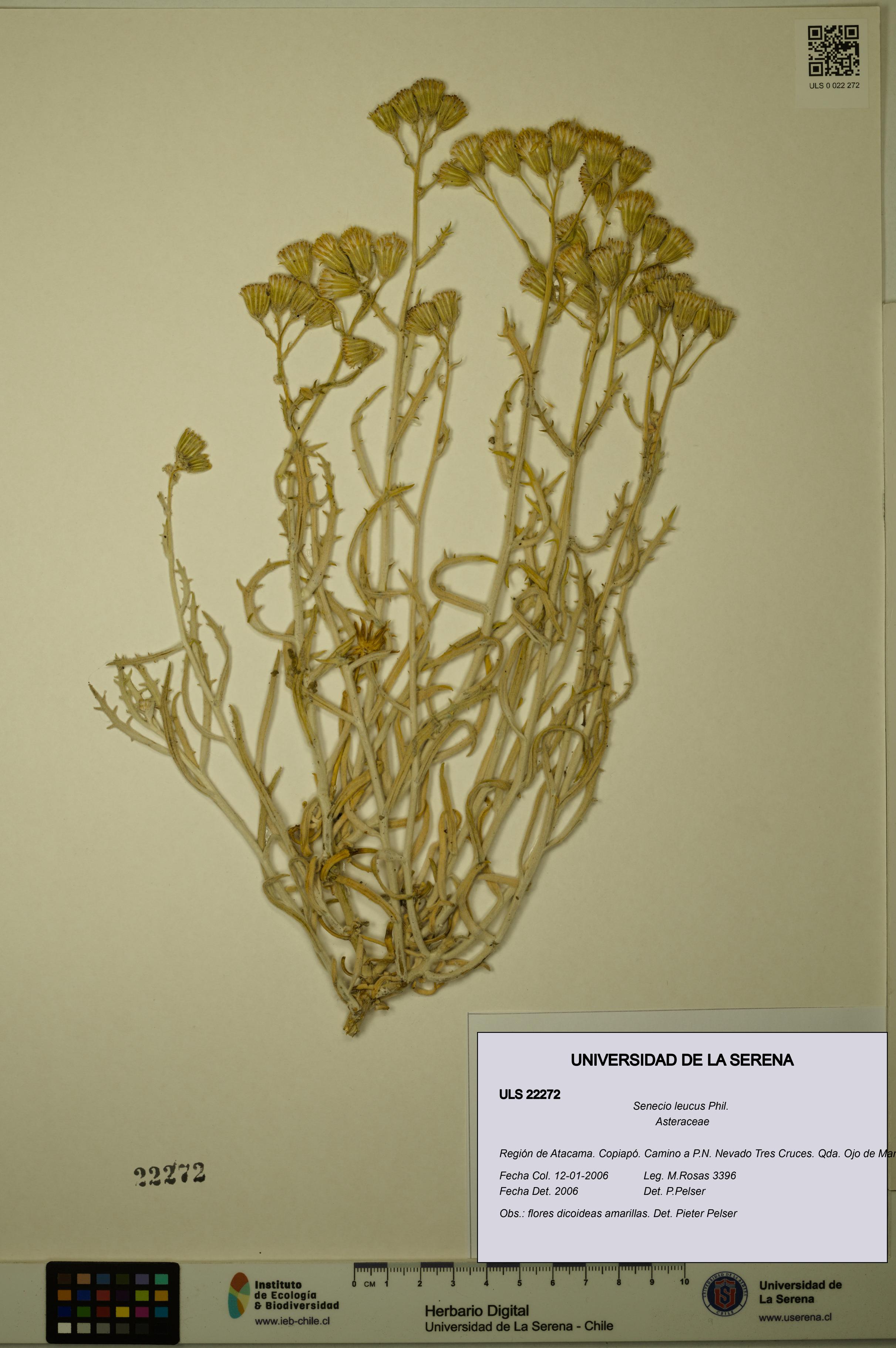 Senecio leucus [Espécimen: ULS:ULS:0022272]
