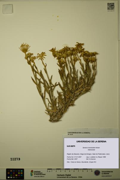 Senecio lorentziella [Espécimen: ULS:ULS:0022273]