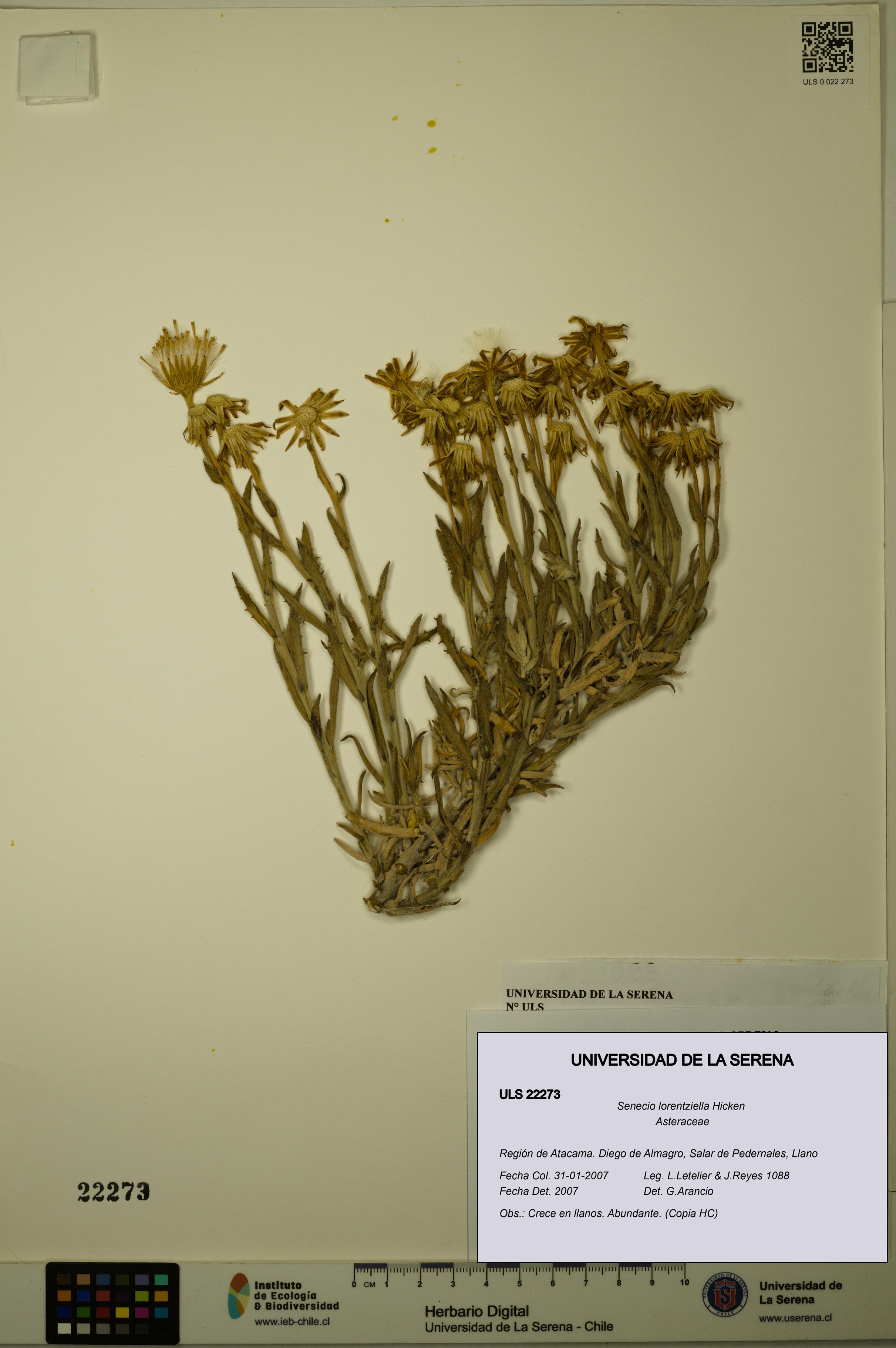 Senecio lorentziella [Espécimen: ULS:ULS:0022273]