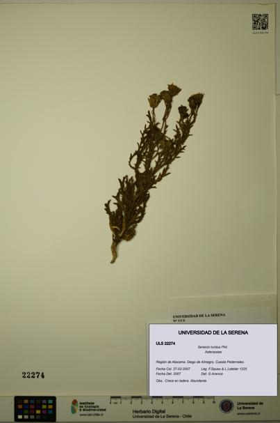 Senecio luridus [Espécimen: ULS:ULS:0022274]