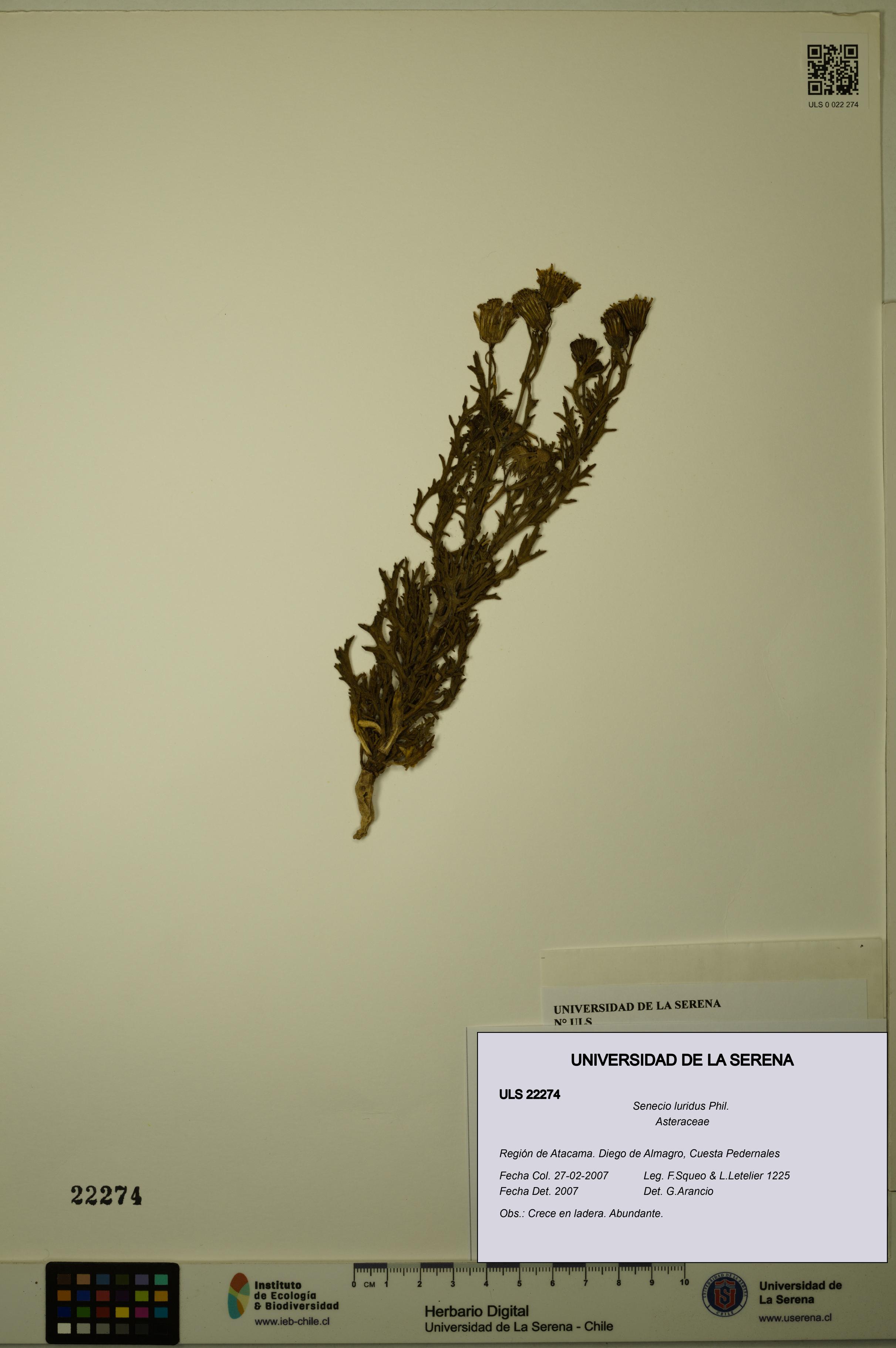 Senecio luridus [Espécimen: ULS:ULS:0022274]