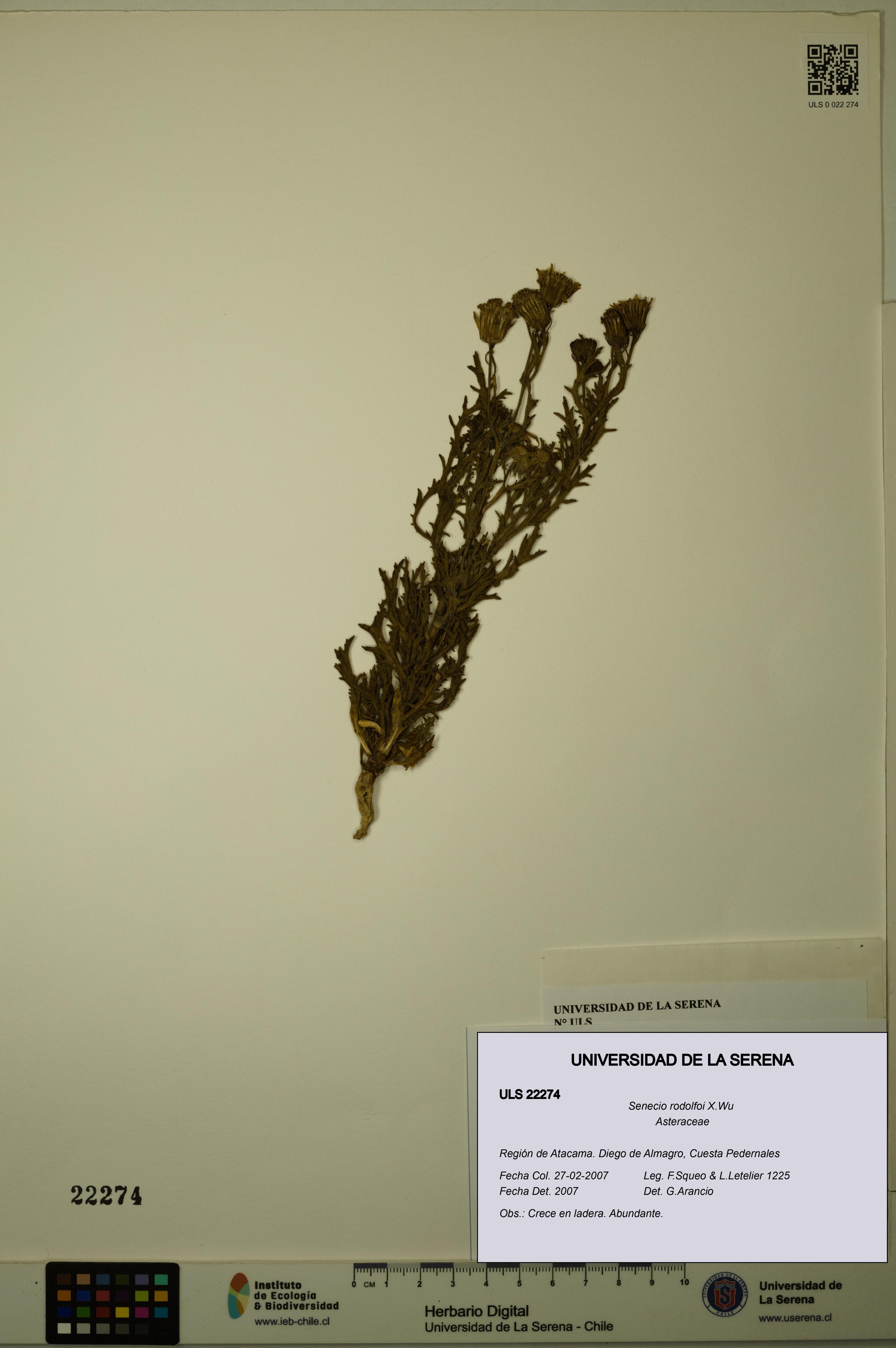 Senecio rodolfoi [Espécimen: ULS:ULS:0022274]