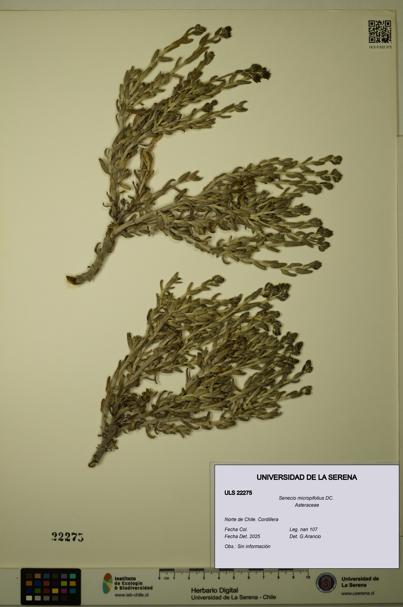 Senecio micropifolius [Espécimen: ULS:ULS:0022275]